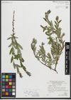 Foto von Salix repens subsp. incubacea (L.) A. Neumann